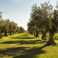 Zeytin ağacı nasıl ve nerede yetiştirilir?