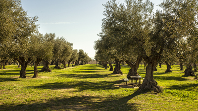 Zeytin ağacı nasıl ve nerede yetiştirilir?