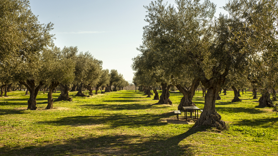 Zeytin ağacı nasıl ve nerede yetiştirilir?