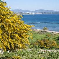 Akasya ağacı nasıl ve nerede yetiştirilir?