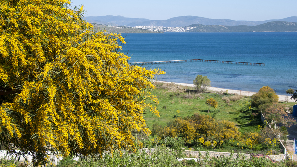Akasya ağacı nasıl ve nerede yetiştirilir?