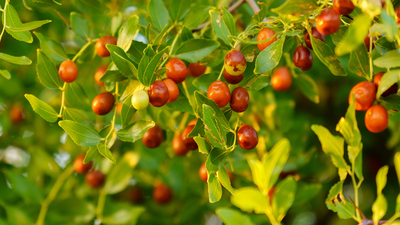 Hünnap ağacı nasıl ve nerede yetiştirilir?