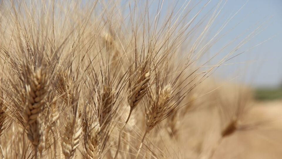 Fransa'dan Rusya'ya 'tahıl koridoru' suçlaması