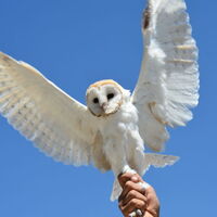 Baykuş kış uykusuna yatar mı?