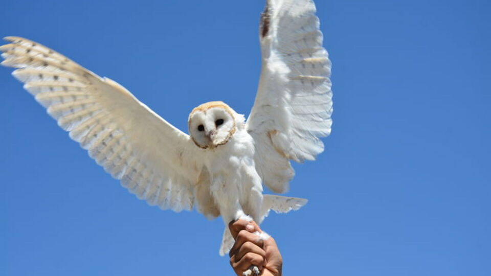 Baykuş kış uykusuna yatar mı?