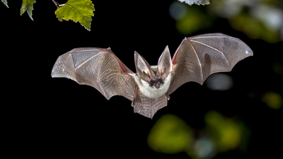 Yarasa kış uykusuna yatar mı?