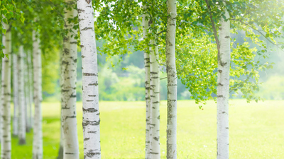 Huş ağacı nasıl ve nerede yetiştirilir?