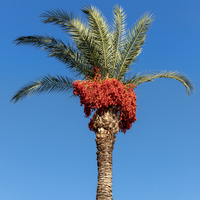 Hurma ağacı nasıl ve nerede yetiştirilir?