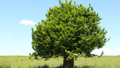 Gürgen ağacı nasıl ve nerede yetiştirilir?
