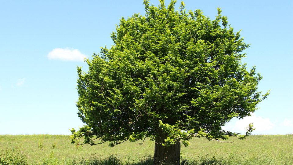 Gürgen ağacı nasıl ve nerede yetiştirilir?
