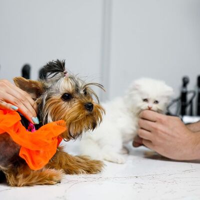 Öldürücü parazit vakalarında artış!