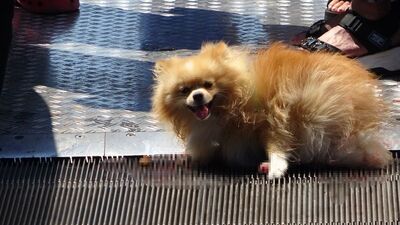 Yürüyen merdivene sıkışan köpeğin zor anları