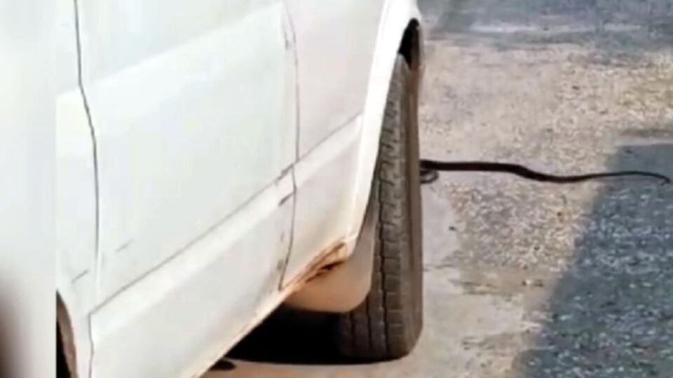 Yoldaki yılanı ezen sürücüye ceza kesildi