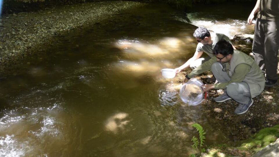 Bursa'da derelere 9 bin alabalık bırakıldı