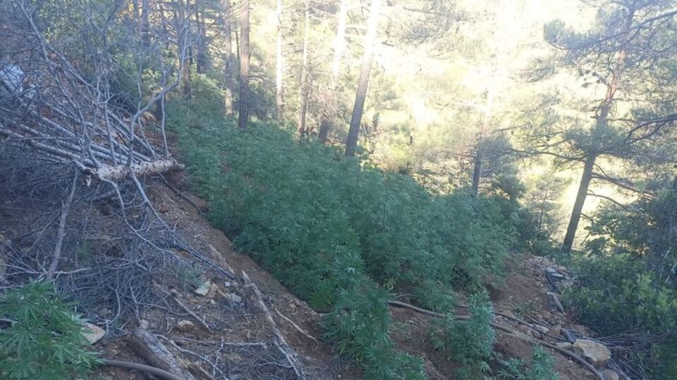 Hatay'da 7 bin 200 kök Hint keneviri ele geçirildi