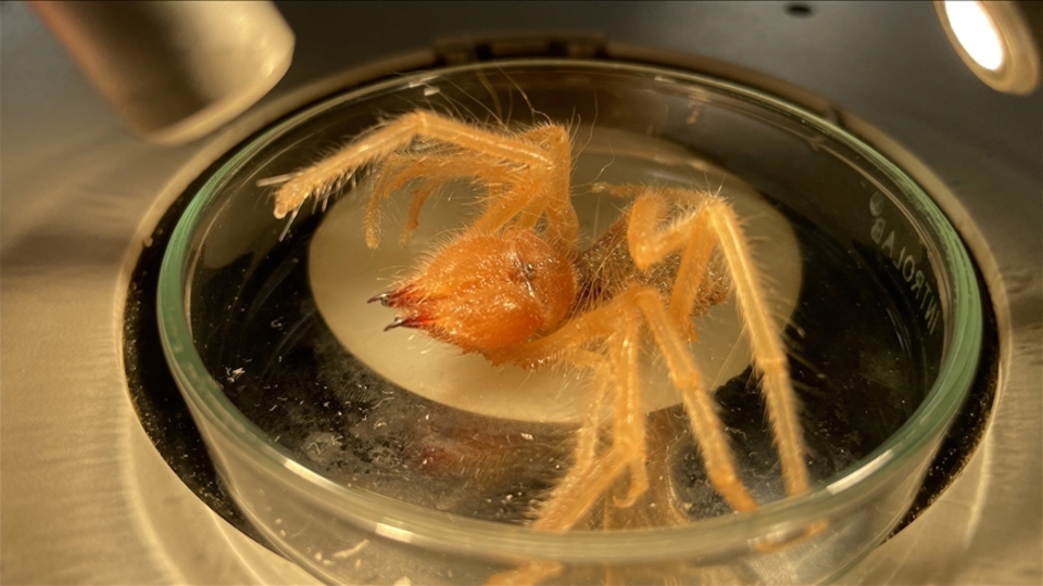 Örümceğe benzeyen "sarıkız" ısırığı uyarısı!