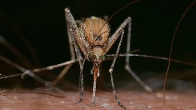 DSÖ: Dünya nüfusunun yarısı dang virüsü riski altında