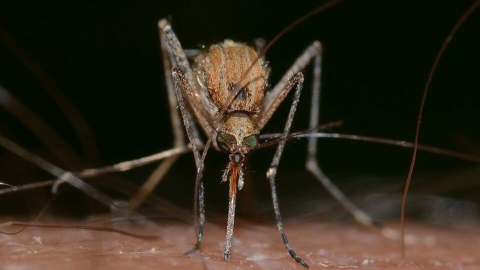 DSÖ: Dünya nüfusunun yarısı dang virüsü riski altında