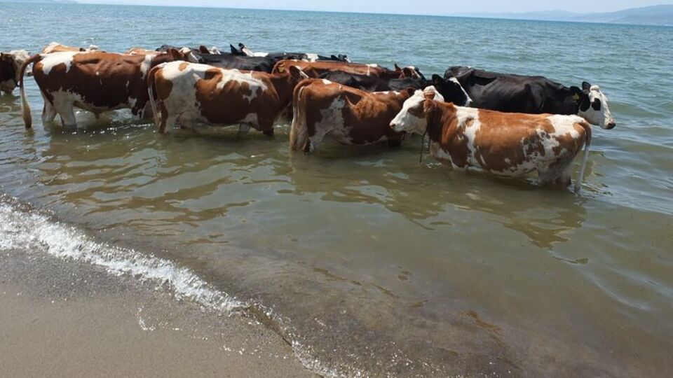 İnekler soluğu denizde alıyor