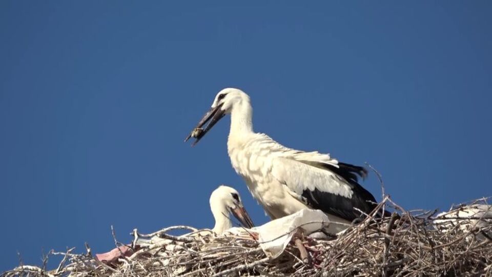 Adem amcayı hüzün sardı, Yaren'e veda yaklaşıyor