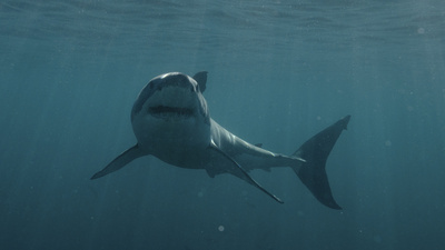 Denize atılan uyuşturuculardan 'halüsinasyon görüyorlar'