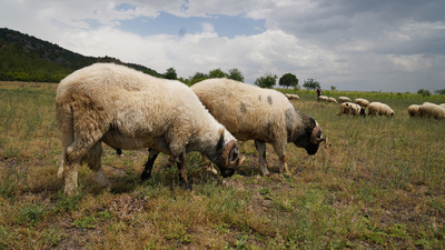 Tokat'ta "mavi dil" karantinası