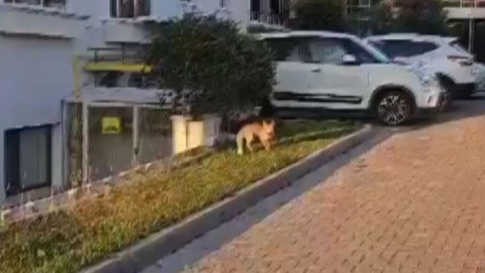 Aç kalan tilki sokaklarda görüldü