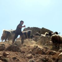 Yaylada çobanlık yapıyordu! LGS’de Türkiye ikincisi oldu