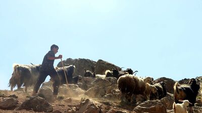 Yaylada çobanlık yapıyordu! LGS'de Türkiye ikincisi oldu