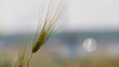 NATO-Ukrayna Konseyi, tahıl gündemiyle toplandı
