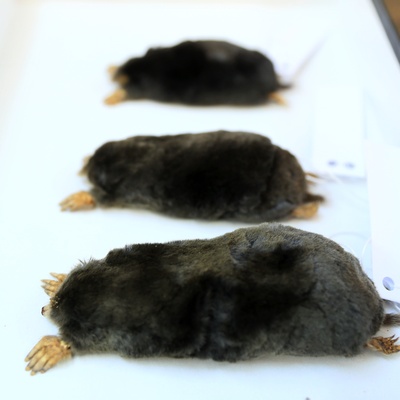 En büyük köstebek türü Hakkari'de keşfedildi