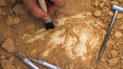 'En küçük koşucu' keşfedildi!