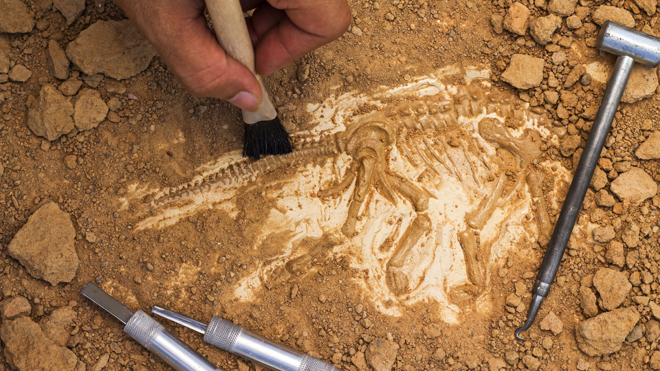 'En küçük koşucu' keşfedildi!