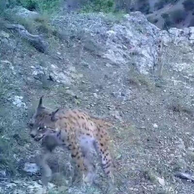 'Ormanın hayaleti' yavrularıyla görüntülendi