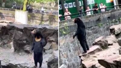 İnterneti ikiye ayırdı... Ayı mı, kostüm giymiş insan mı?