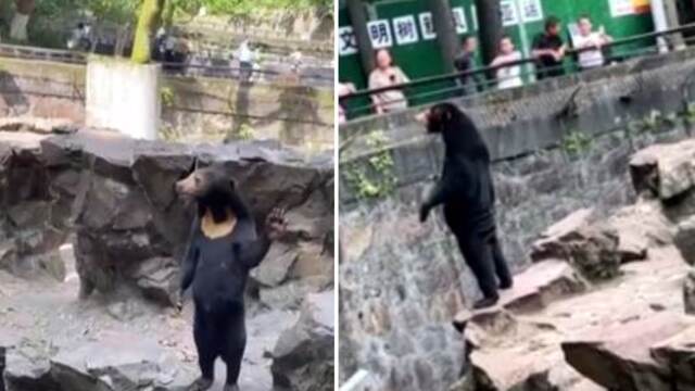 İnterneti ikiye ayırdı... Ayı mı, kostüm giymiş insan mı?