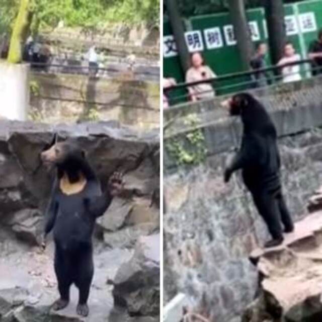 İnterneti ikiye ayırdı... Ayı mı, kostüm giymiş insan mı?