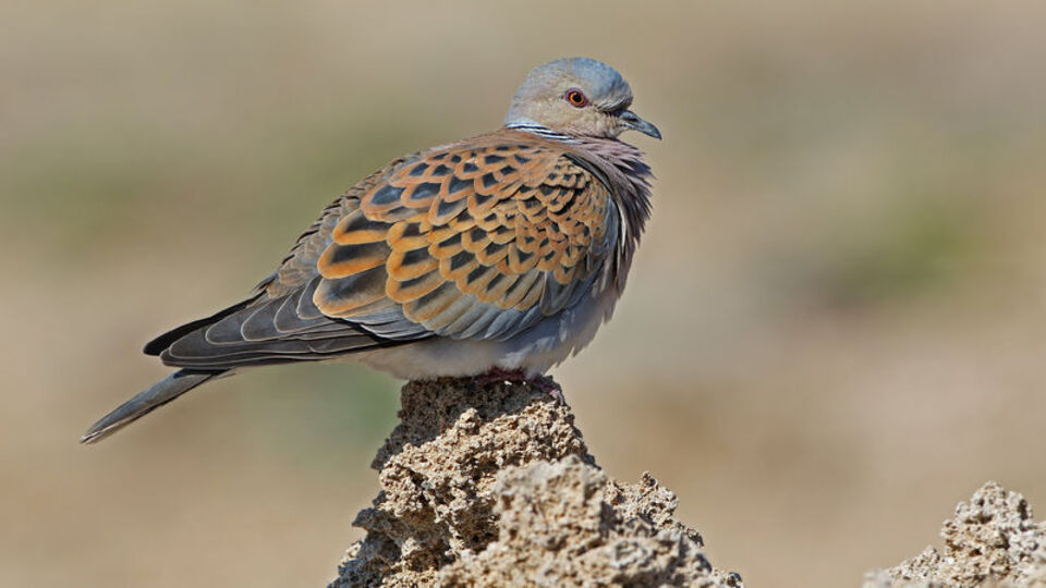31 kuş ve 4 memeli türü av listesinde