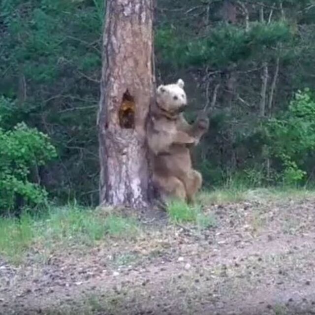 'Kaşınma dansı' fotokapanda