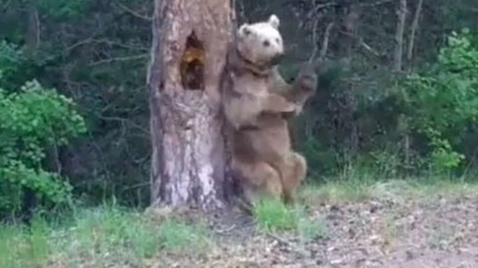 'Kaşınma dansı' fotokapanda