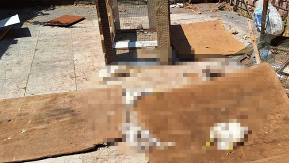 Kocaeli'nde tüyler ürperten olay! Pet shop katliamı!