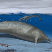 Dünyanın en ağır hayvanı keşfedildi!