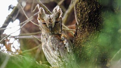 Türkiye'deki en küçük baykuş türü