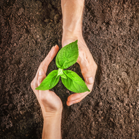 Ahududu fidanı ne zaman dikilir?