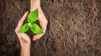 Ahududu fidanı ne zaman dikilir?