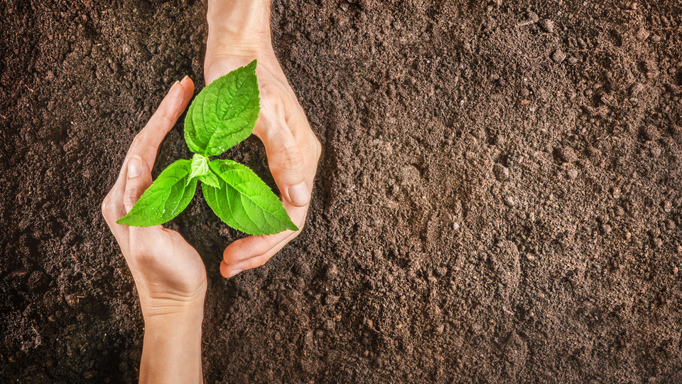 Ahududu fidanı ne zaman dikilir?