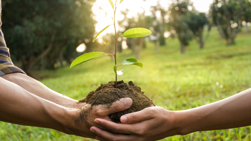 Arbequina zeytin fidanı ne zaman dikilir?