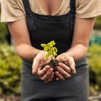 Avokado fidanı ne zaman dikilir?