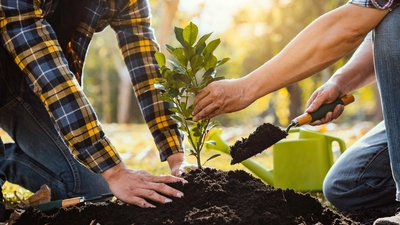 Badem fidanı ne zaman dikilir?