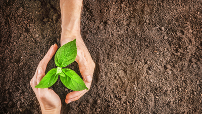 Böğürtlen fidanı ne zaman dikilir?